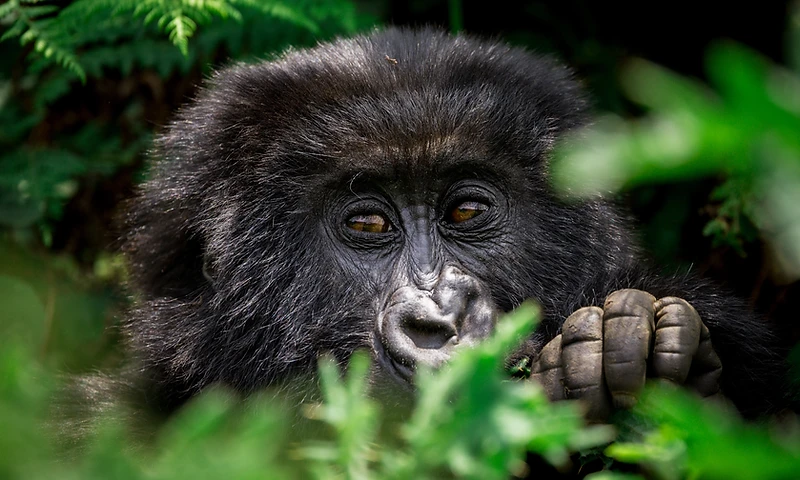 A juvenile mountain gorilla peeking through lush green jungle foliage in Volcanoes National Park