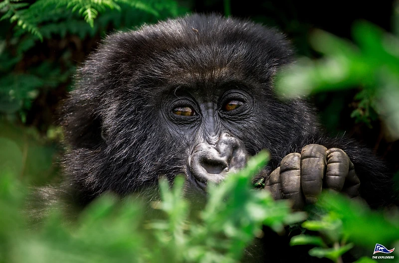 A juvenile mountain gorilla peeking through lush green jungle foliage in Volcanoes National Park