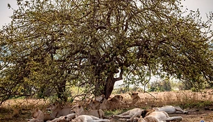 2-Day Big Five Adventure