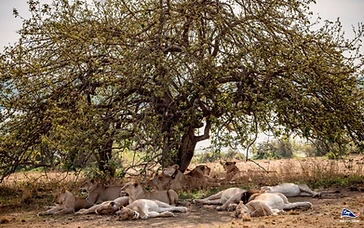 A pride of lions resting in the shade of a spreading tree on the Akagera savanna
