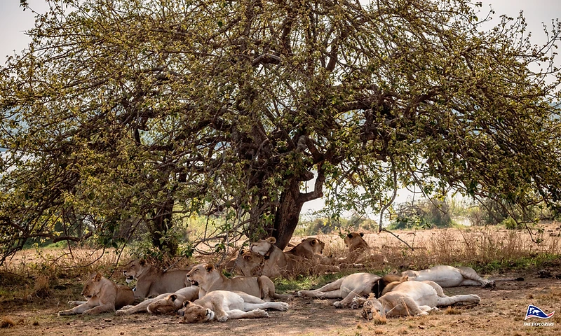 A pride of lions resting in the shade of a spreading tree on the Akagera savanna