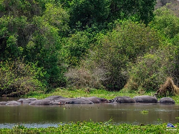 A pod of hippopotamuses partially submerged in a lake in Akagera
