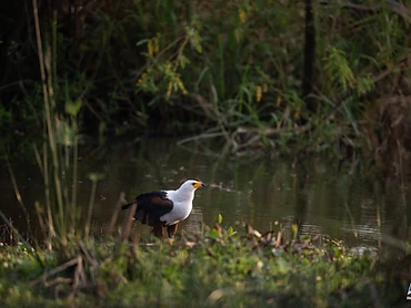 An African fish eagle standing in shallow water at the lake edge