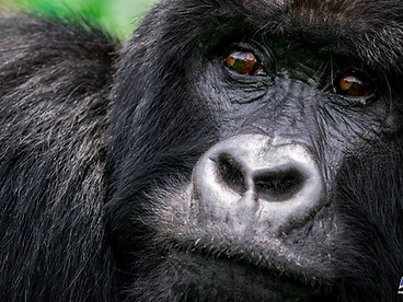 Close-up of a mountain gorilla with deep brown eyes in Volcanoes National Park