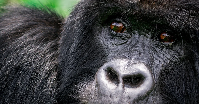 Close-up of a mountain gorilla with deep brown eyes in Volcanoes National Park