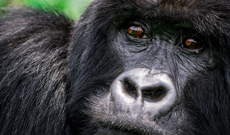 A mountain gorilla with deep brown eyes gazing forward in Volcanoes National Park