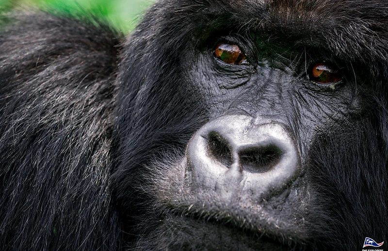 A mountain gorilla with deep brown eyes gazing forward in Volcanoes National Park
