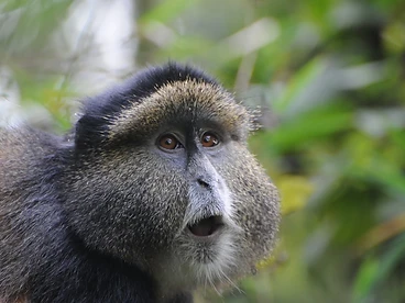 A golden monkey with amber eyes and golden-orange fur in the bamboo forest of Volcanoes National Park