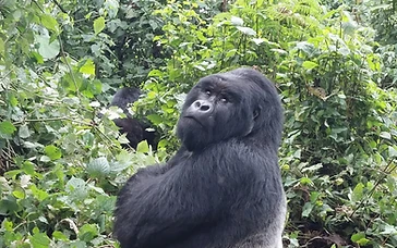 A silverback mountain gorilla resting with chest puffed out in the Virunga mountains