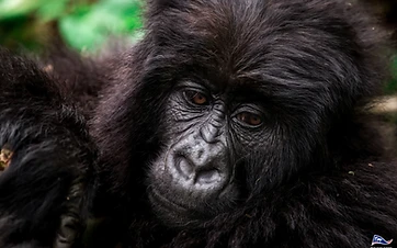 Gorilla Trekking in Rwanda: The Complete Guide