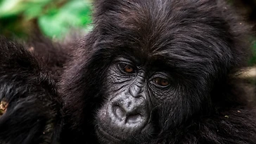 Young mountain gorilla with an expressive face in the Virunga forest