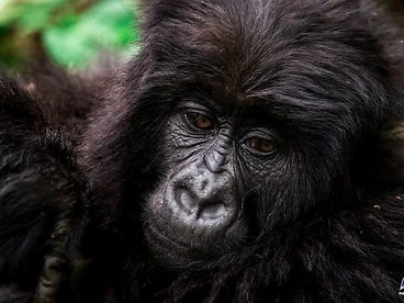 A baby mountain gorilla looking toward the camera in the rainforest