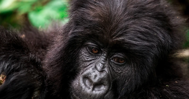 Young mountain gorilla with an expressive face in the Virunga forest