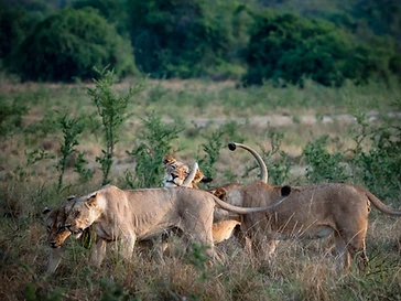 A pride of lions resting together in the savanna in Akagera National Park