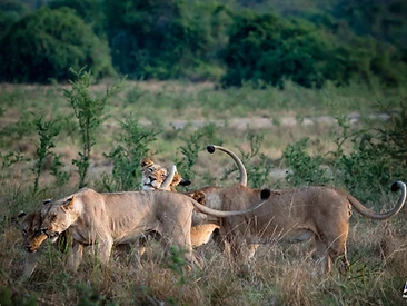 A pride of lions resting together in the savanna in Akagera National Park