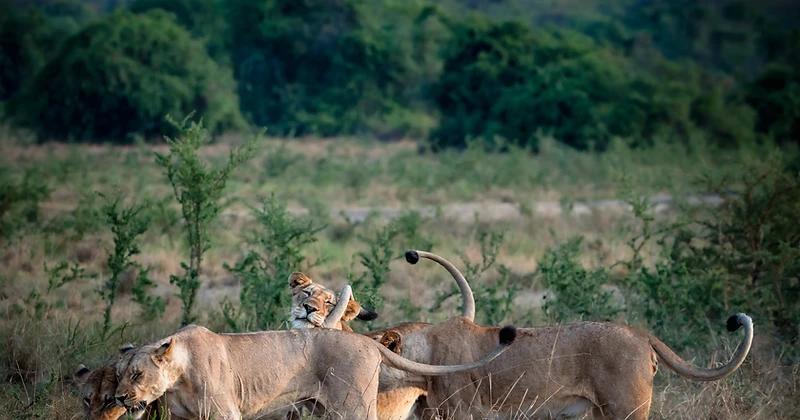 A pride of lions resting together in the savanna in Akagera National Park