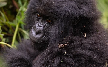 Rwanda Gorilla Permits Explained
