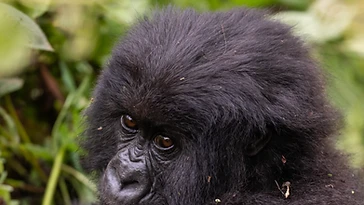 Baby mountain gorilla looking toward the camera in Volcanoes National Park