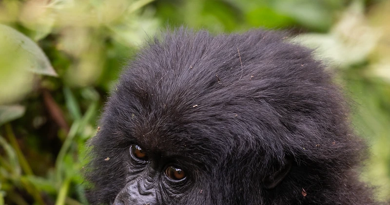 Baby mountain gorilla looking toward the camera in Volcanoes National Park
