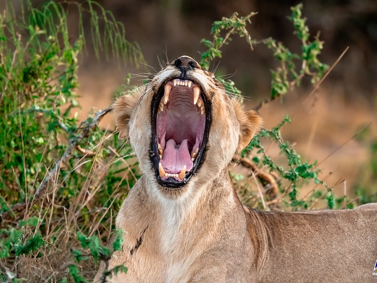 Akagera National Park