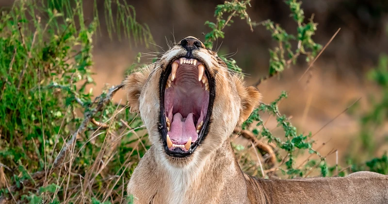 A lioness with her mouth wide open yawning on the Akagera savanna