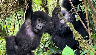 9-Day Primates & Big Five Expedition