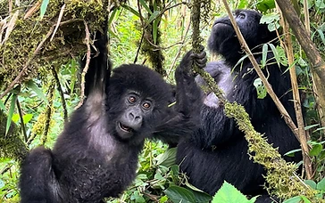A baby mountain gorilla hanging playfully from a branch beside its mother in Volcanoes National Park