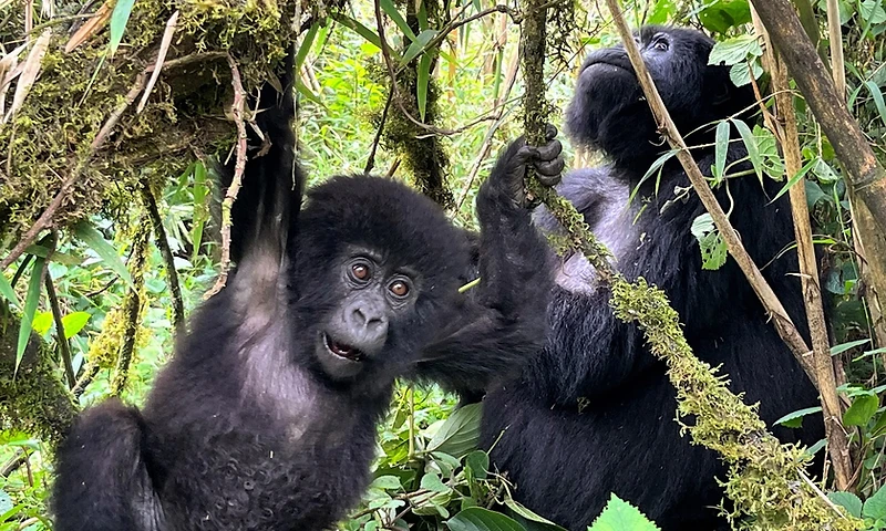 A baby mountain gorilla hanging playfully from a branch beside its mother in Volcanoes National Park