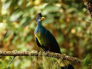 A Great Blue Turaco with a raised black crest perched on a mossy branch in Nyungwe Forest