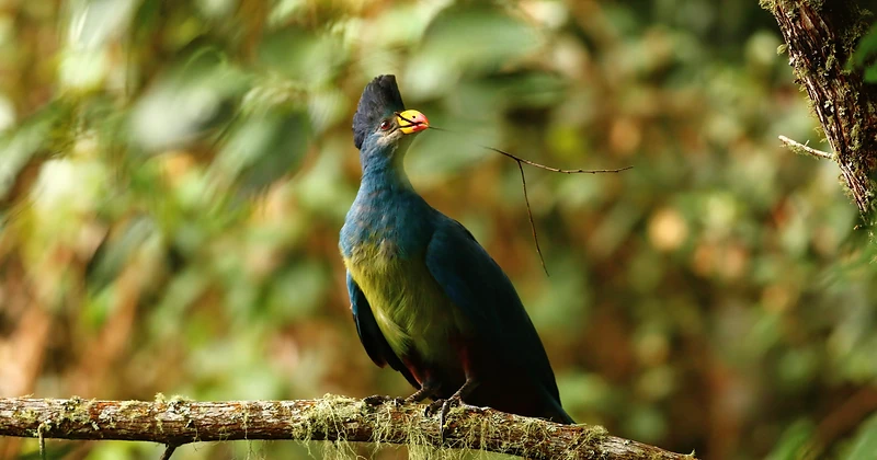 A Great Blue Turaco with a raised black crest perched on a mossy branch in Nyungwe Forest