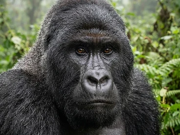 A mature silverback mountain gorilla face with deep brown eyes in the misty Virunga rainforest
