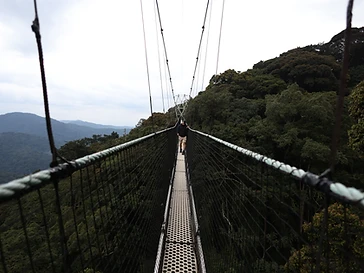 A visitor walking across a suspended canopy walkway high above Nyungwe Forest under an open sky
