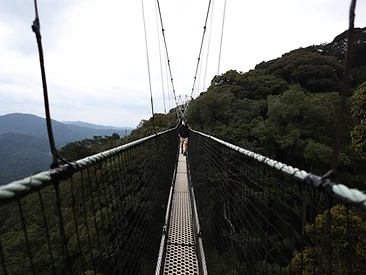 A visitor walking across a suspended canopy walkway high above Nyungwe Forest under an open sky