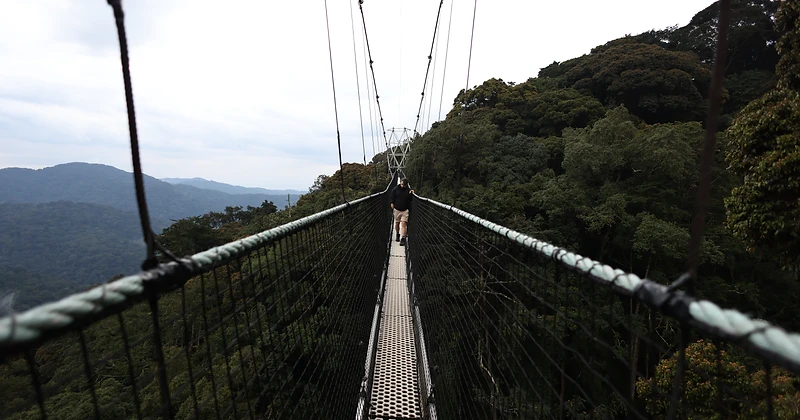 A visitor walking across a suspended canopy walkway high above Nyungwe Forest under an open sky