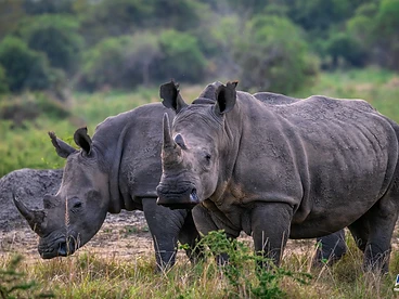 Two rhinos grazing in the savanna in Akagera National Park
