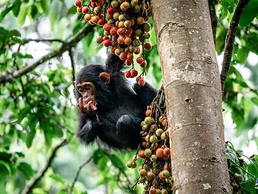 A young chimpanzee eating fruit from a cluster while perched on a tree trunk in Nyungwe National Park