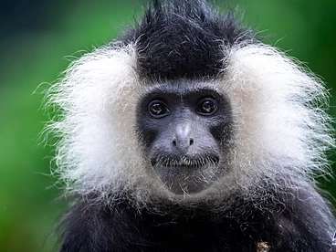 A black-and-white colobus monkey face framed in the canopy of Nyungwe National Park