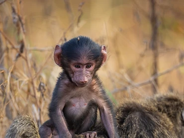 A baby baboon riding on the back of an adult baboon