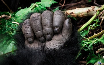 Best Time to Visit Rwanda