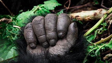 Detail of a mountain gorilla's hand resting on forest vegetation