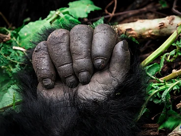 Detail of a mountain gorilla's hand resting on forest vegetation