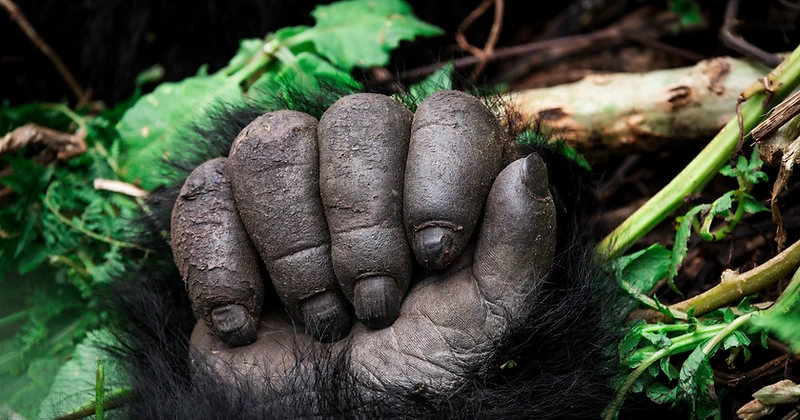 Detail of a mountain gorilla's hand resting on forest vegetation