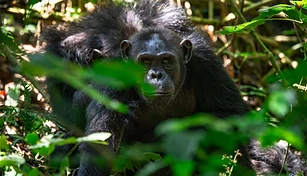 7-Day Primates Delight