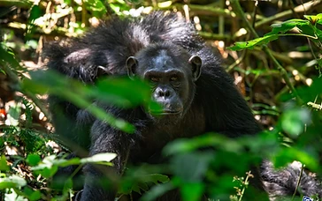A chimpanzee resting in lush green forest foliage in Nyungwe National Park