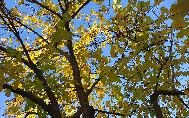 Albero d'autunno contro un cielo limpido