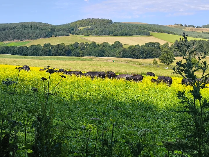 Nature-Friendly Farming — 1,250 acres, organically