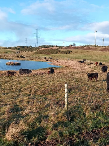 Cattle gathered by a pond with turbines on the horizon