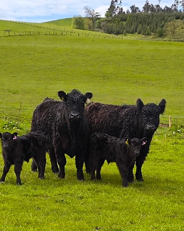 The Galloway Families