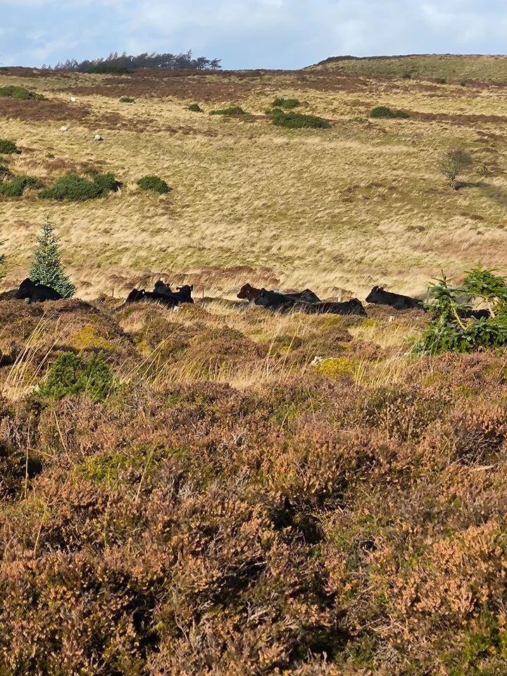 Weathered drystone wall texture on the estate