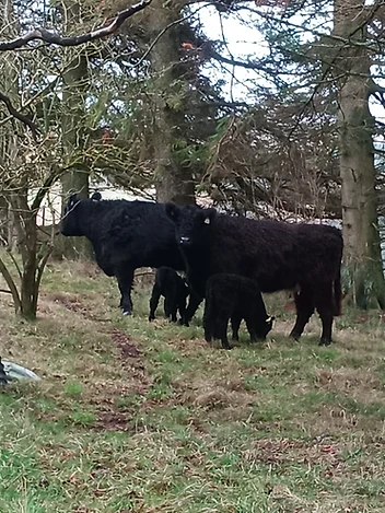 Black cattle among trees in winter